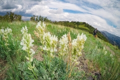 So many wildflowers and horny toads