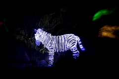 River of Lights.  Albuquerque, NM December 26, 2019 River of Lights.  Albuquerque, NM December 26, 2019