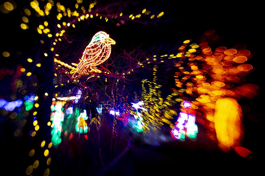 River of Lights, Albuquerque, NM BioPark